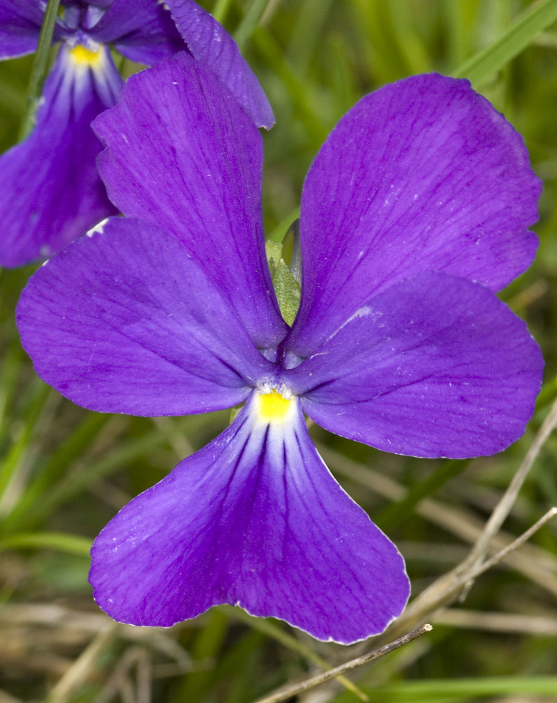 Viola calcarata/Viola con sperone